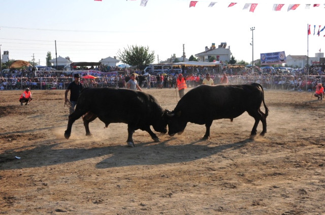 Boğalar Milas’ta Bafa Zeytinspor Yararına Güreşecek