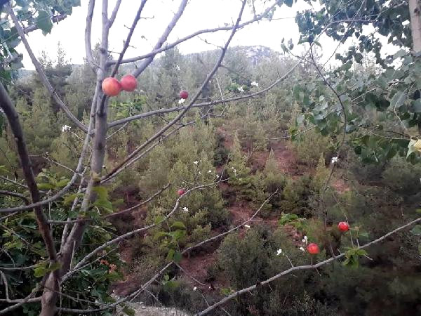 Erik Ağacı Çiçek Açıp, Meyve Verdi