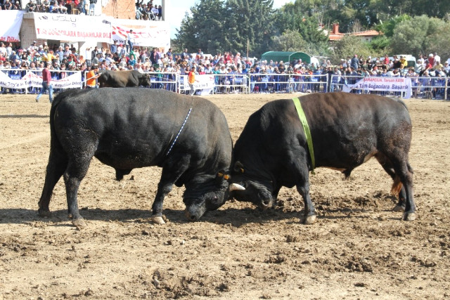 20 Aylık Bebek 185 Bine Güreş Ağası Oldu