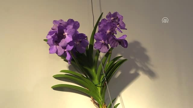 Marmaris’in Orkideleri ile Biyoçeşitliliğe Dikkat Çekilecek