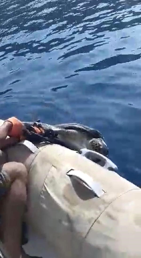 Marmaris’te Ayağına ‘Taş’ Bağlanan Deniz Kaplumbağası Kurtarıldı