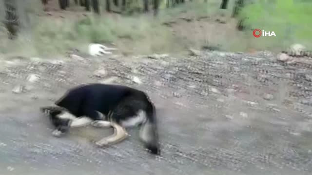 Köpekler Bayıltılarak Ormanlık Alana Atıldı