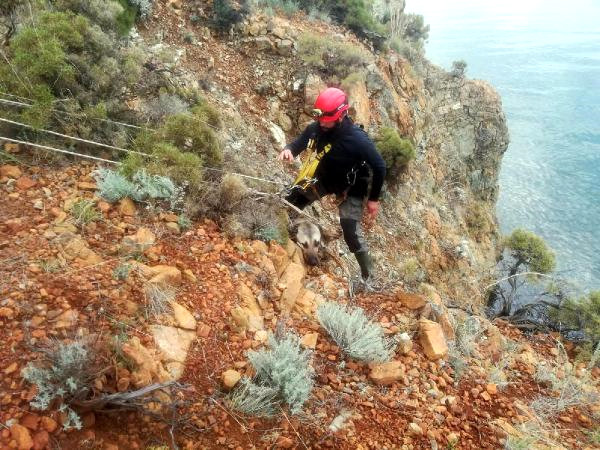 Uçurumda Mahsur Kalan Köpeği Akut Kurtardı