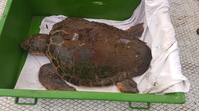 Muğla’da Ölü Caretta Caretta Sahile Vurdu