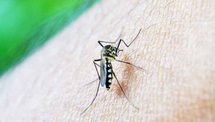 Araştırma: Sivrisinek salyası, dang hummasının bulaşıcılığını kolaylaştırıyor olabilir