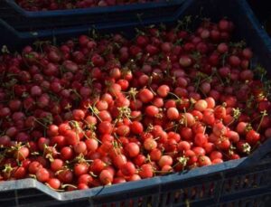 Manisa’da dönemin birinci kirazı hasat edildi: Açık artırmayla kilosu 800 TL’ye satıldı