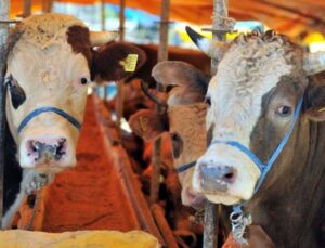 ‘Kurbanlık alırken dolandırılmayın’ uyarısı