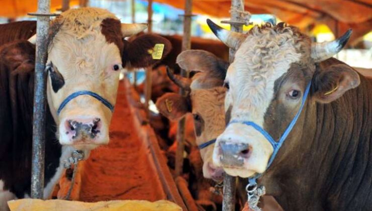 ‘Kurbanlık alırken dolandırılmayın’ uyarısı