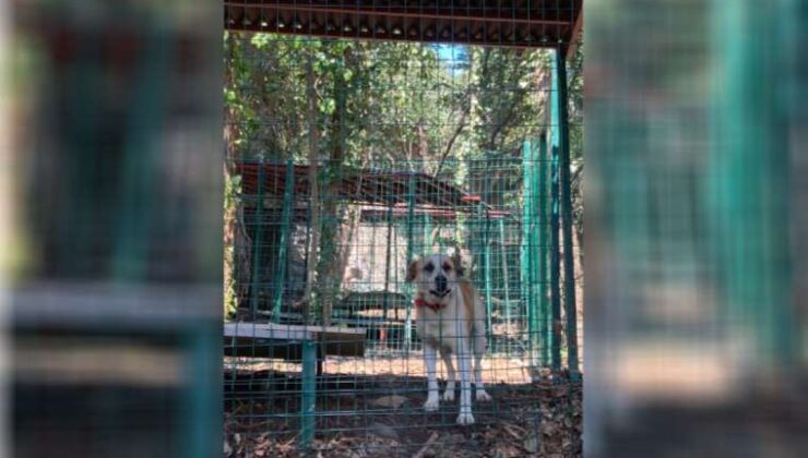 Mahalleli BUPaws barınağına dava açmaya hazırlanıyor