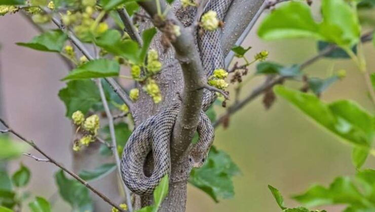 Profesörden karayılan uyarısı: Sakın öldürmeyin
