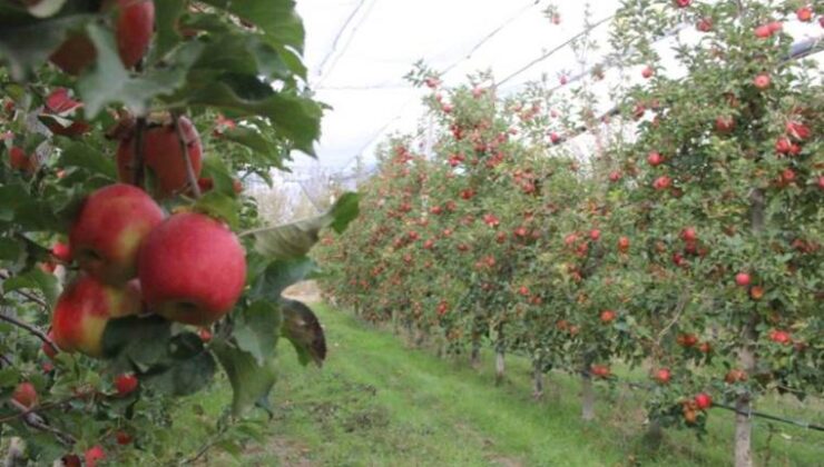 Karaman’da yılın son hasadı yapıldı: Markette fiyatı 4 katı