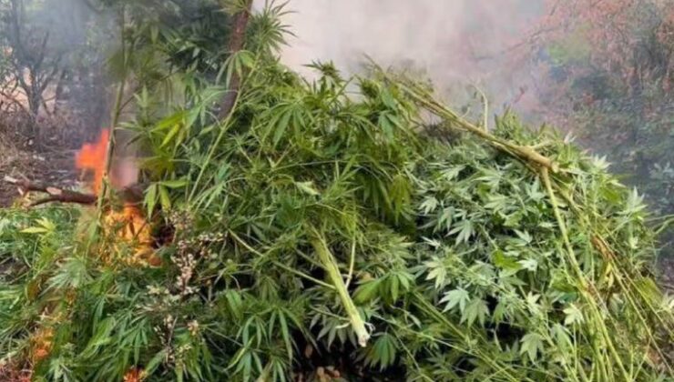 Diyarbakır’da 1 yılda 102 milyon kök kenevir bitkisi ile 47 ton esrar ele geçirildi