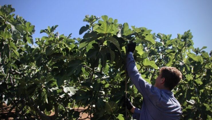 ‘Bursa siyahı’nın ihracat seyahati erken başladı: İngiliz Kraliyet ailesinin mutfağına girecek