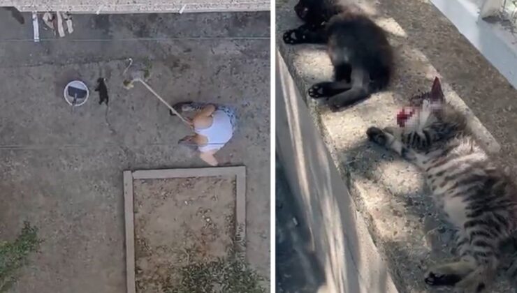 Manisa’da vahşet: 3 yavru kediyi fırça sapıyla öldürdü