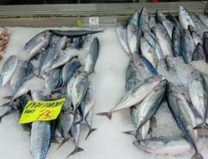 Palamut bolluğu yüzleri güldürdü: Tanesi 75 TL