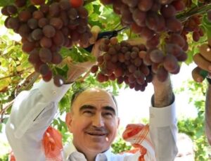 Gediz Ovası’nın bereketli topraklarında hasat başladı! 40 bin ailenin geçim kaynağı…