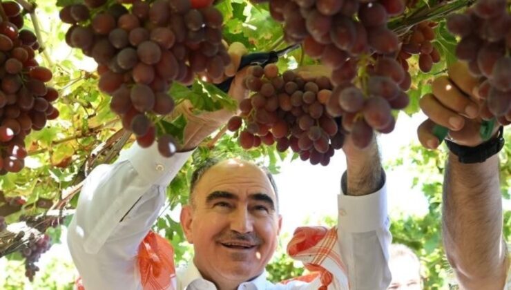 Gediz Ovası’nın bereketli topraklarında hasat başladı! 40 bin ailenin geçim kaynağı…