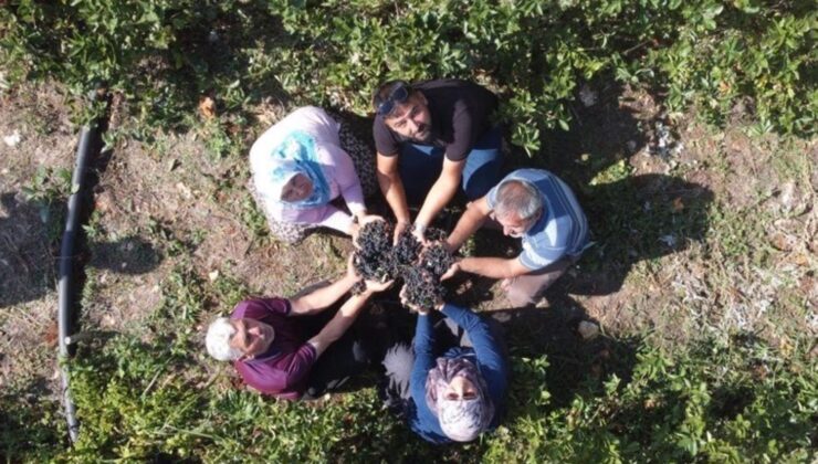 Genç teşebbüsçü dede toprağında üretime başladı: Kurutulunca kilosu bin TL’ye satılıyor