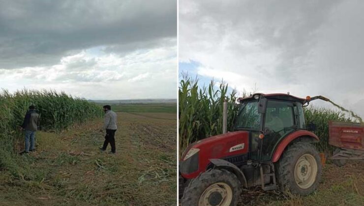 Kars’ta hasat başladı: Yüksek randıman bekleniyor