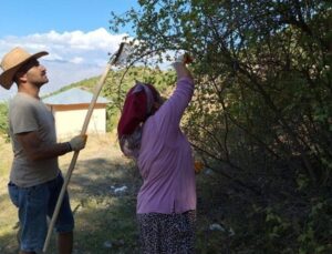 Kuvvetli toprakta hasat başladı: 100 gramında bir kasa portakala muadil C vitamini var