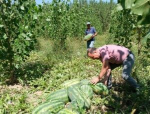 Mut’ta hasat başladı! Bin 200 ton rekolte bekleniyor..