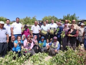 Silifke’de hasat başladı: Birinci eserler 25 TL’den satıldı