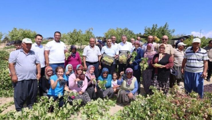 Silifke’de hasat başladı: Birinci eserler 25 TL’den satıldı