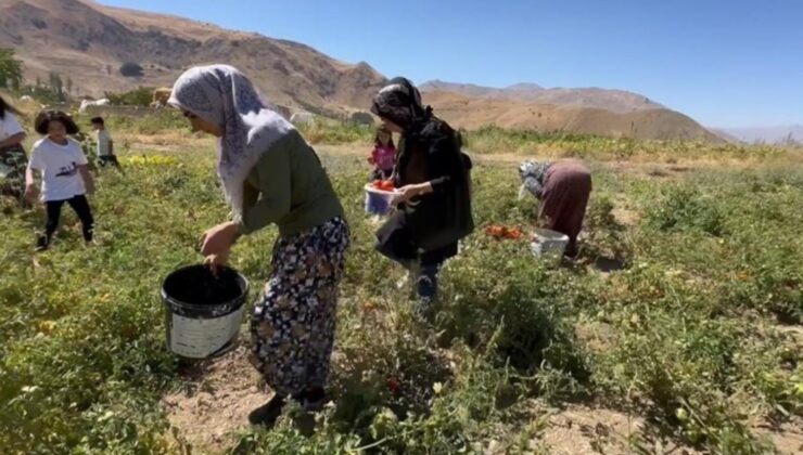 Yüksekova’da bayanların eliyle hasat başladı: Hem satacaklar hem de mesken yemeklerinde kullanacaklar