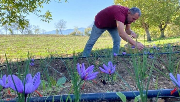 Bir köyün hayatını değişti! Dünyanın en kıymetli baharatı…