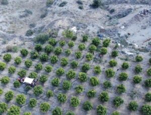 İnhisar’ın ünlü ‘Deve dişi’ nde bu yıl randıman yüksek! Kilosu 10 TL
