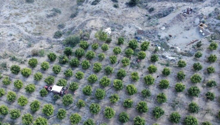 İnhisar’ın ünlü ‘Deve dişi’ nde bu yıl randıman yüksek! Kilosu 10 TL