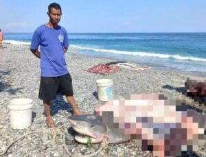 Kayıp turist köpekbalığının midesinden çıktı!