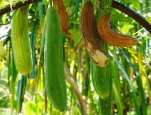 Denizli’de yetişiyor, cilt sıkıntılarına deva oluyor: Meyyit derilerin baş düşmanı olan mucizevi bitki