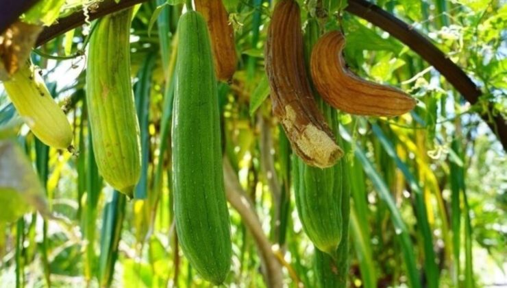 Denizli’de yetişiyor, cilt sıkıntılarına deva oluyor: Meyyit derilerin baş düşmanı olan mucizevi bitki