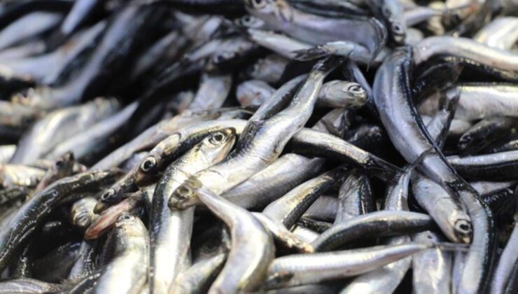 Trabzon’da 5 ton hamsiye el konuldu