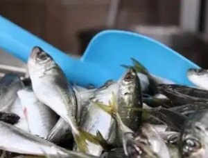 Av yasağı yaklaştı: Hamsi yerini istavrite bıraktı