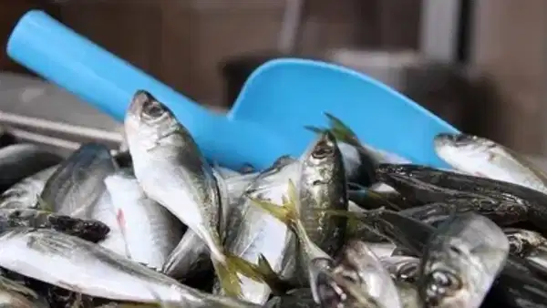 Av yasağı yaklaştı: Hamsi yerini istavrite bıraktı