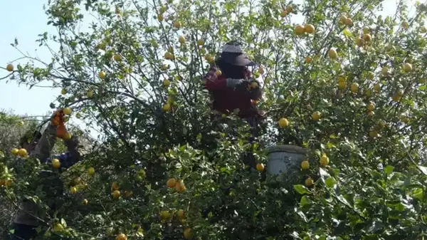Mersin’de hasadın sonuna gelindi: Şifa deposunu kilosu 35 liradan başlıyor