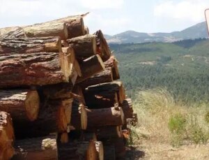 Orman haftasında iktidarın 23 yıllık orman karnesi: ‘Geleceğimizi 50 yıl öncesinden tükettik’