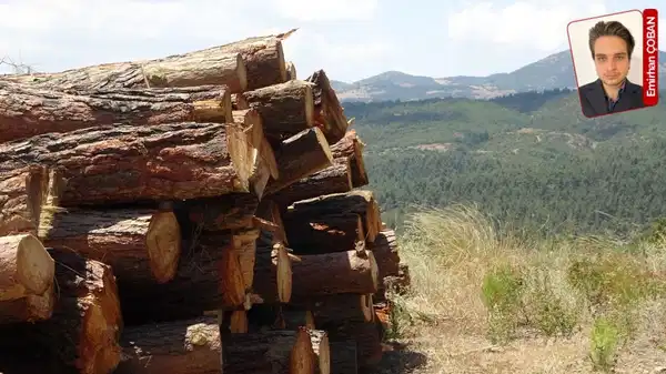 Orman haftasında iktidarın 23 yıllık orman karnesi: ‘Geleceğimizi 50 yıl öncesinden tükettik’