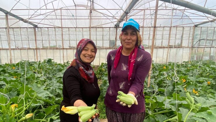 3,5 dönümden Avrupa’ya ihracat: Kilosu 50 TL’ye düştü