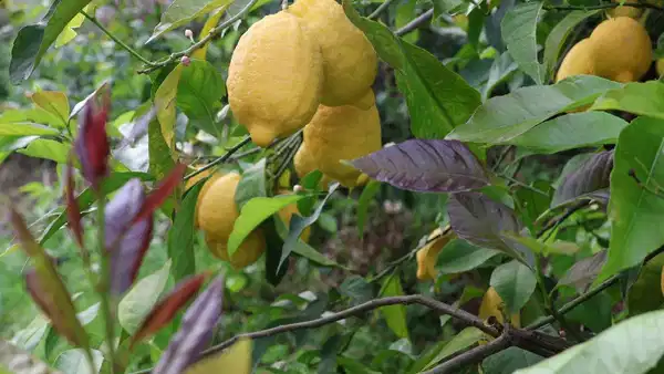 Arsuz’da hasat başladı: 50 bin dekar alanda yetişiyor! 200 bin ton rekolte bekleniyor…