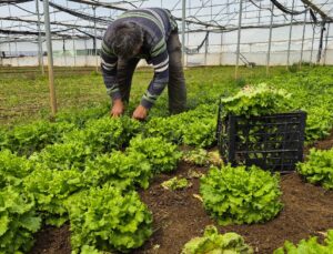 Geçen yıl mahsul tarlada kaldı, bu yıl ekmeyenler pişmanlar oldu!
