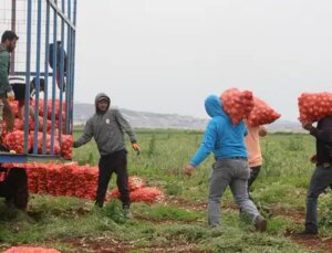 Hududun sıfır noktasında hasat başladı: 81 ile kamyonlarla gönderiliyor