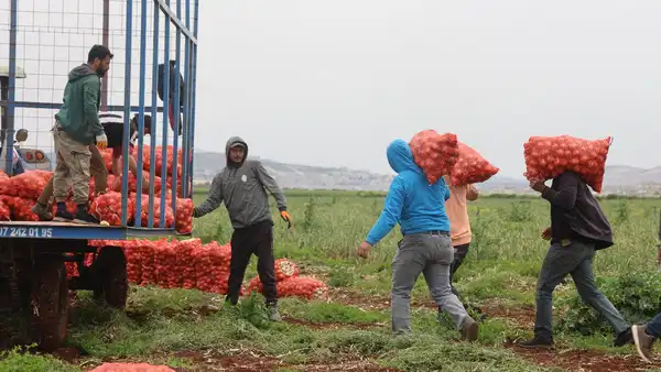 Hududun sıfır noktasında hasat başladı: 81 ile kamyonlarla gönderiliyor