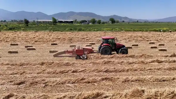 Aydın’da balya mesaisi başladı: Geçen yıl 150 liraydı, bu yıl 300 lira