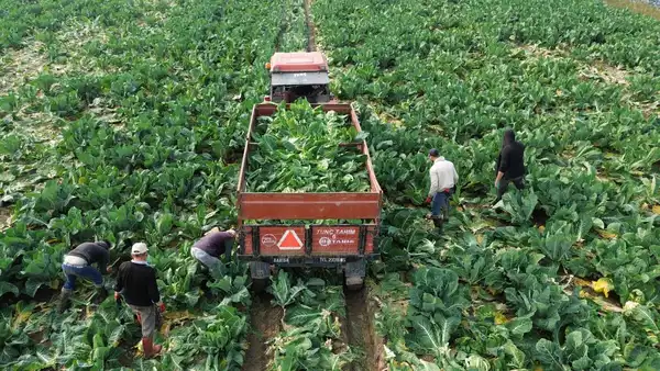 Bafra Ovası’nda son kış hasadı: Fiyatını 3’e katladı..