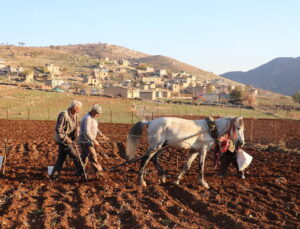 Aksaray’da tabiat mucizesi organik hasat başladı: İspanya, Rusya aldı Almanya’ya kalmadı!