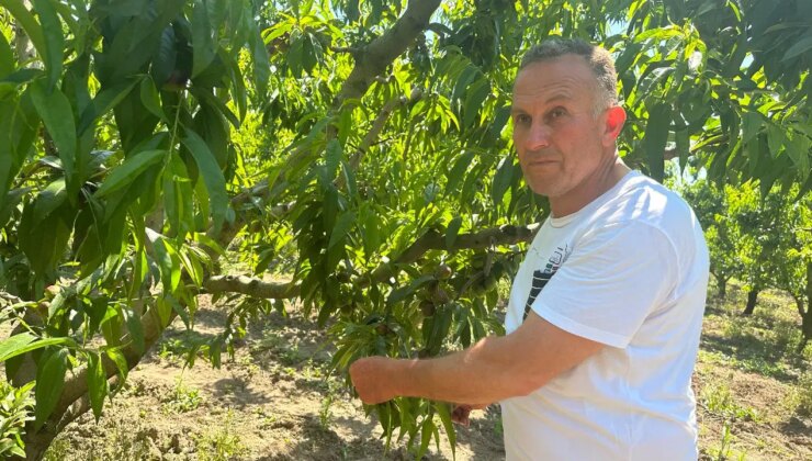 Bursa Ovası’nda farklı hasat: Para etsin diye kısmından koparılıp toprağa atılıyor