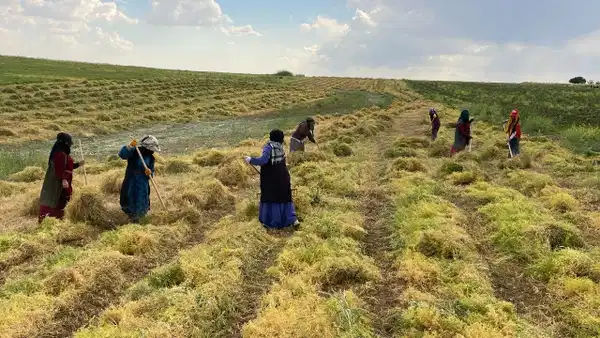 Gercüş Ovası’nda hasat başladı: Kalite ve randıman tepe yaptı…